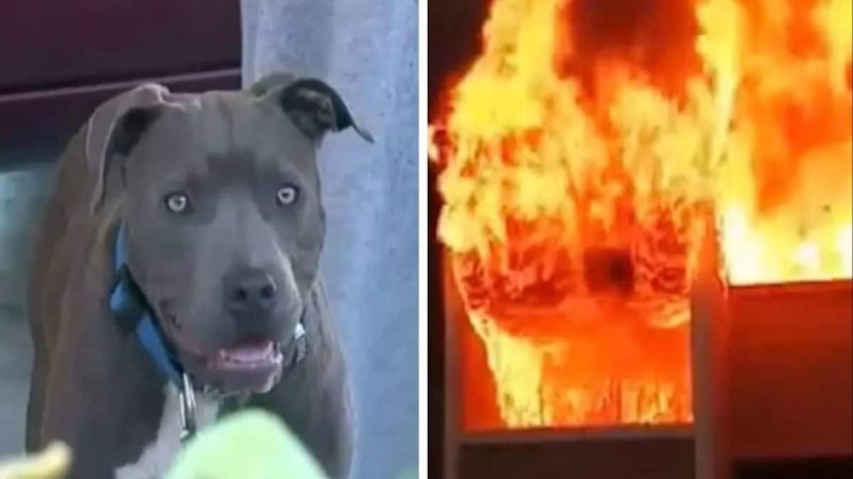 Ce chien prend le bébé de 7 mois par sa couche et le sort de la maison en flammes, un héros