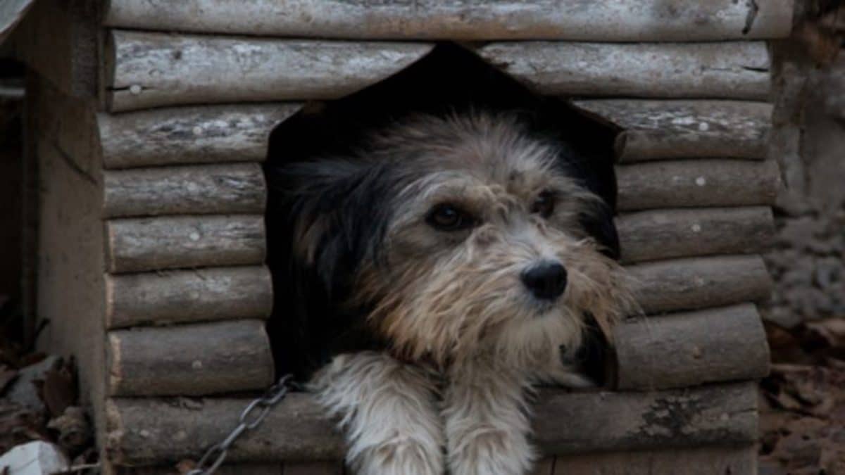 Ce chien aveugle et enchaîné durant 13 ans retrouve sa liberté