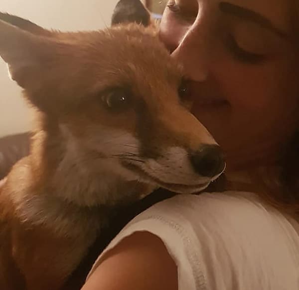 Elle sauve un renard orphelin et livré à lui-même, la suite est inimaginable