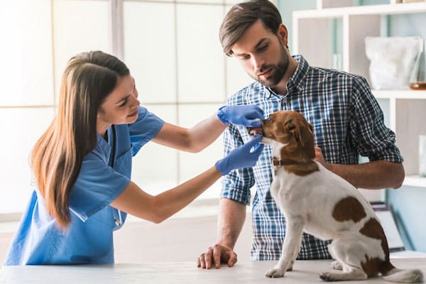 Les astuces pour payer moins cher les frais de vétérinaire de vos animaux de compagnie