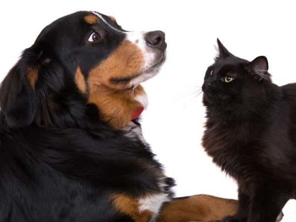 Pourquoi certains chiens ont peur des chats ? Les meilleures solutions pour y remédier