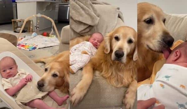 Elle laisse son chien seul avec son bébé, son cœur s'arrête lorsqu'elle revient dans la pièce