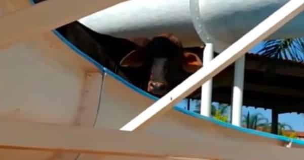 Cette vache condamnée à mort s’enfuit de l’abattoir et se retrouve dans une situation cocasse