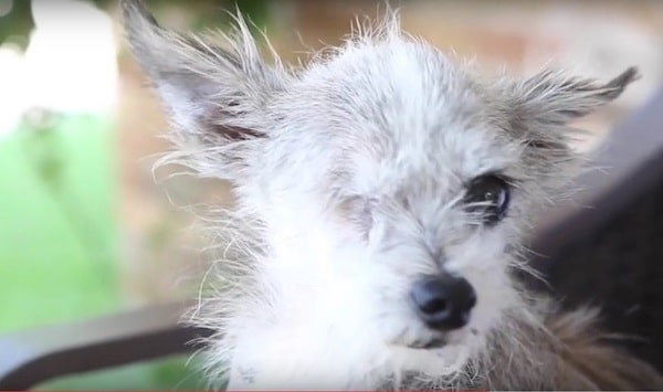 Après 6 ans, son chien réapparaît avec un ami aveugle qui ne l'a jamais abandonné dans les rues