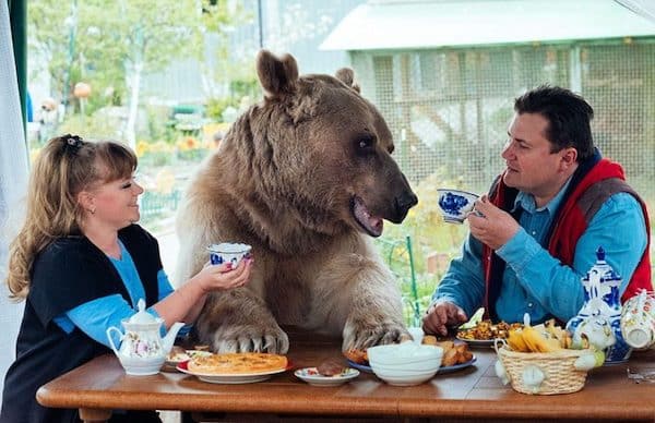 Ce couple adopte un ours orphelin, l’animal vit désormais chez eux, incroyable