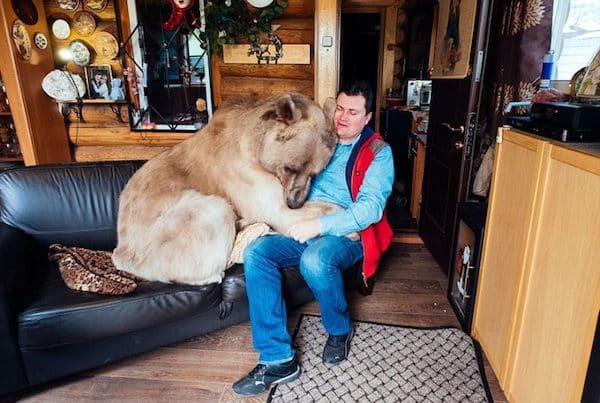 Ce couple adopte un ours orphelin, l’animal vit désormais chez eux, incroyable