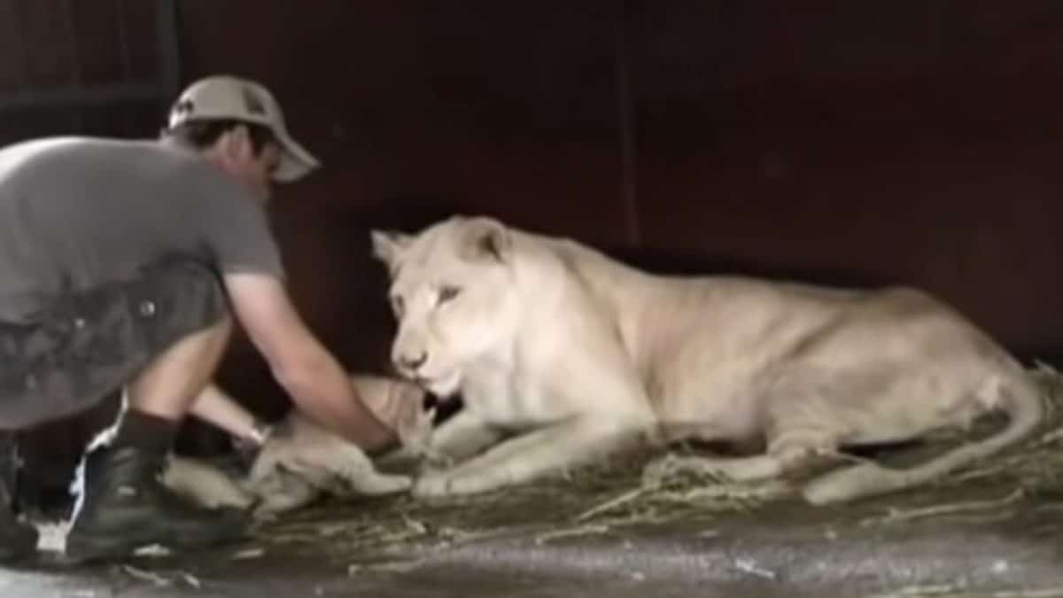 Un gardien de zoo tente d’attraper un lionceau, la réaction de la lionne laisse tout le monde sans voix