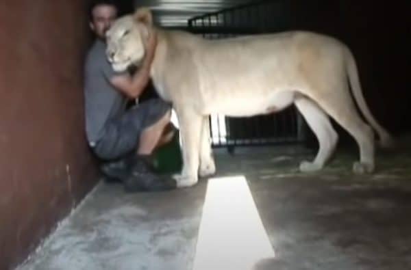 Un gardien de zoo tente d’attraper un lionceau, la réaction de la lionne laisse tout le monde sans voix