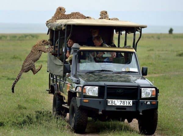 Il fait un safari et se retrouve face à face avec un guépard sauvage