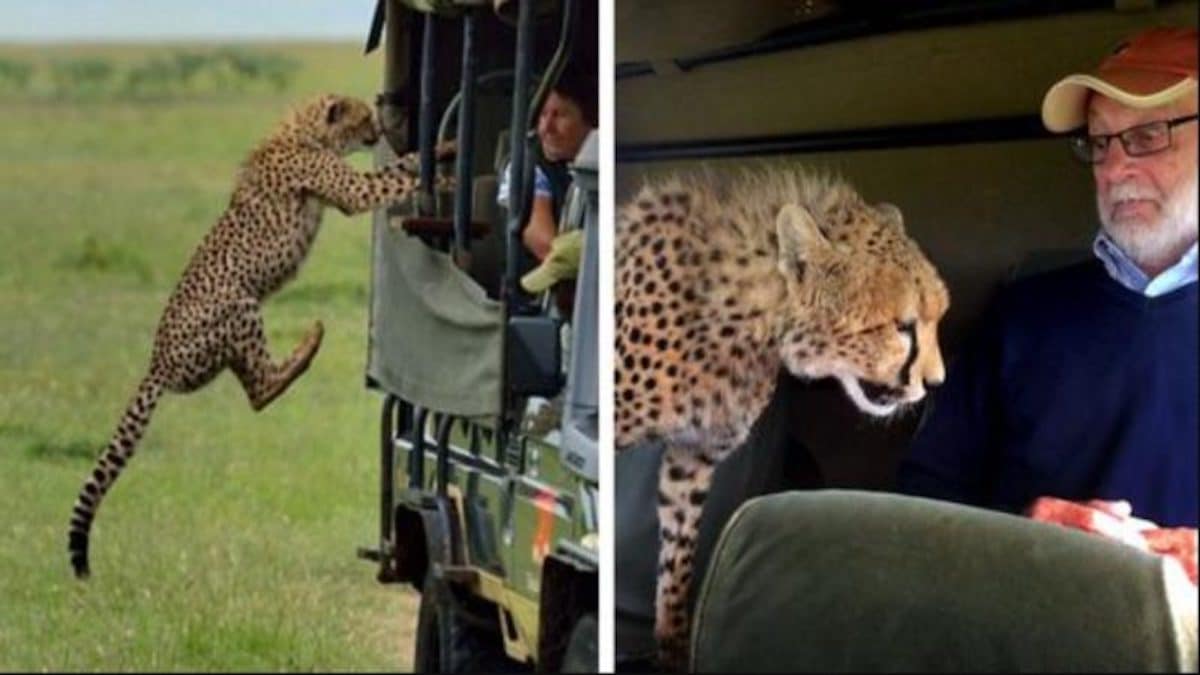 Il fait un safari et se retrouve face à face avec un guépard sauvage