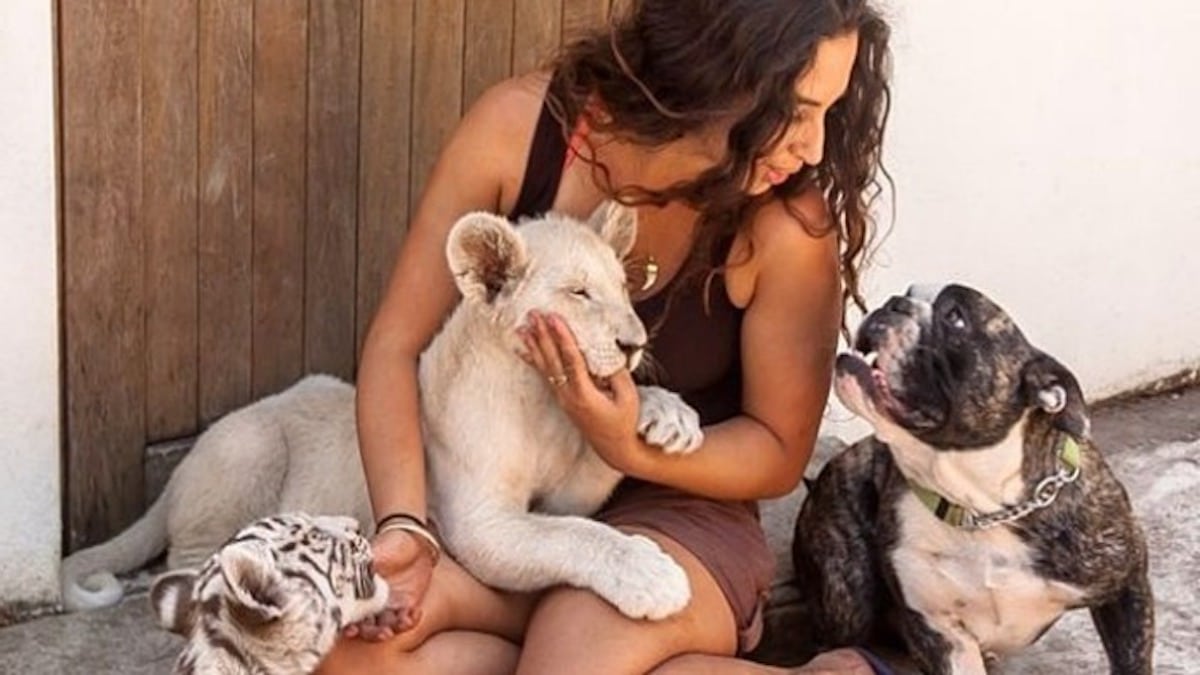 Son chien rencontre un lion et un tigre, la suite est inimaginable