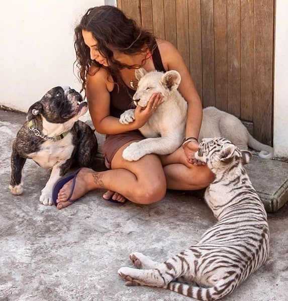 Son chien rencontre un lion et un tigre, la suite est inimaginable