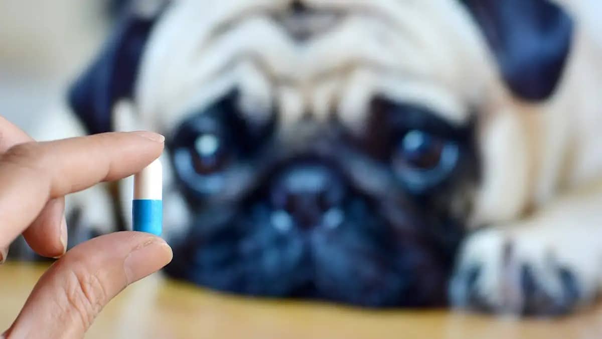 Ces astuces magiques et rapides pour que votre chien prenne ses médicaments