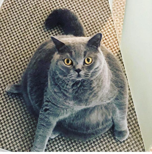Elle pense que son chat est obèse mais une radio révèle l'impensable
