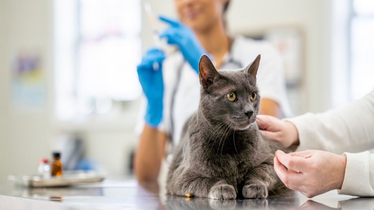 Votre chat domestique doit-il être vacciné ? Voici la réponse