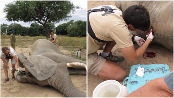 L'éléphant fait tout pour capter son attention, puis les vétérinaires découvrent l’impensable