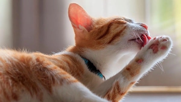 15 choses que vous devez absolument savoir sur les chats
