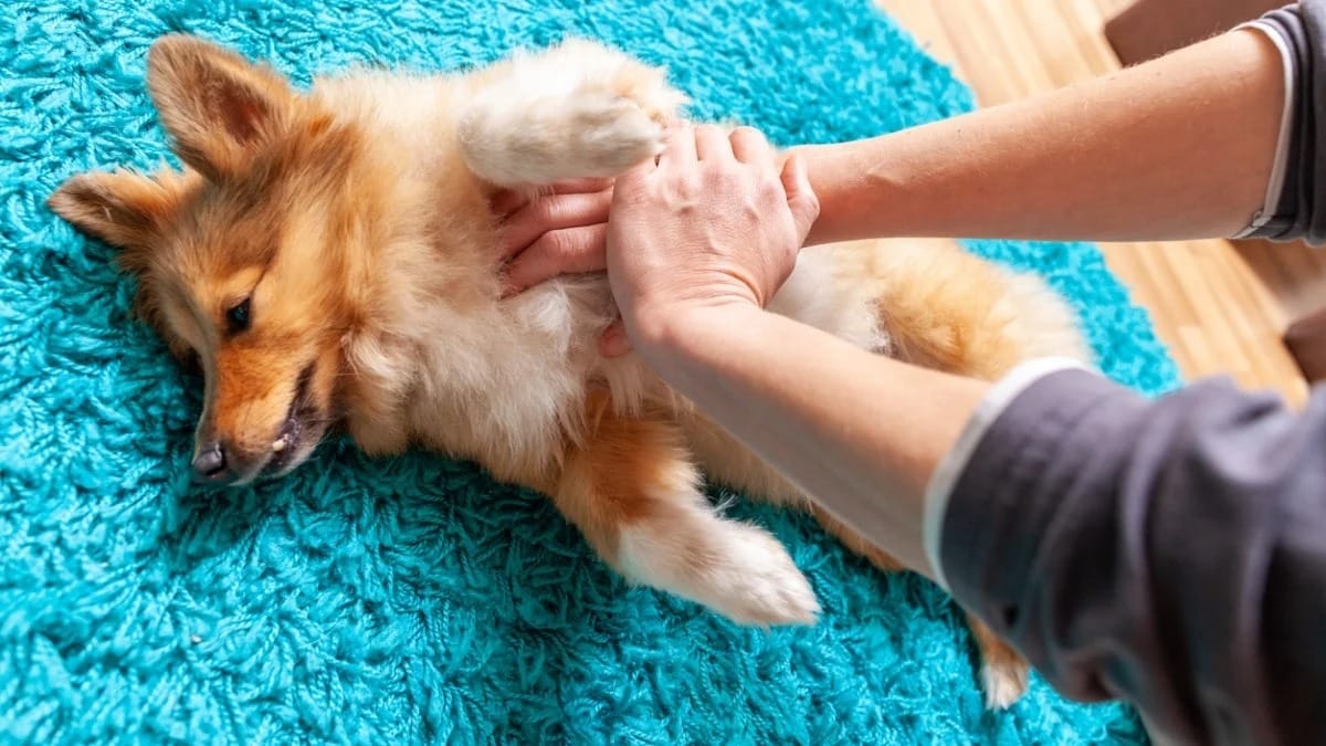 Les gestes à absolument connaître qui peuvent sauver la vie de votre chien ou votre chat