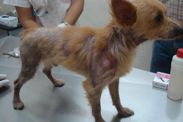 Ils sauvent une chienne abandonnée dans un état lamentable, sa transformation est incroyable