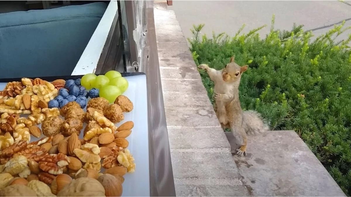 L'écureuil vient voir cette femme tous les jours, elle lui fait une planche de fruits secs et biscuits