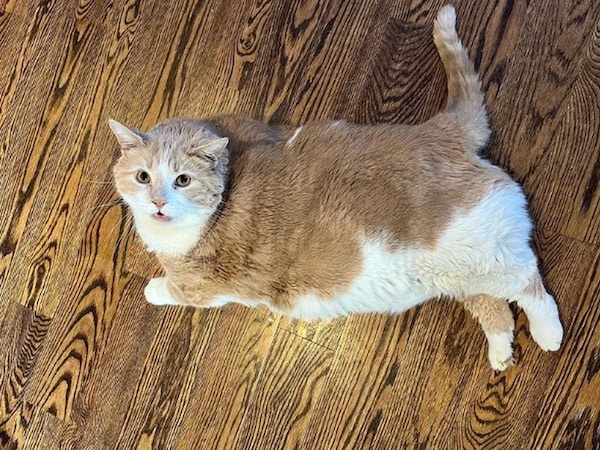 Ce chat obèse pèse 20 kilos et il faut 2 personnes pour le porter, il est impressionnant