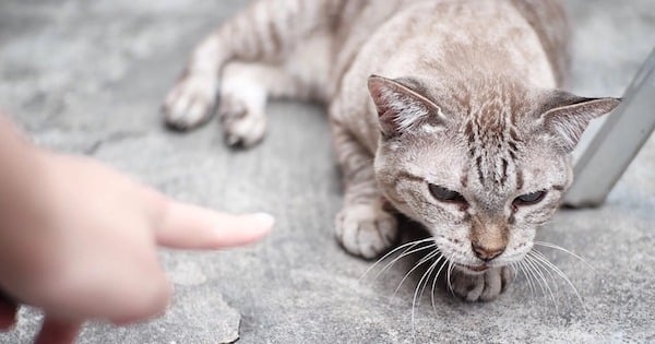 Un vétérinaire dévoile pourquoi il ne faut surtout jamais punir un chat