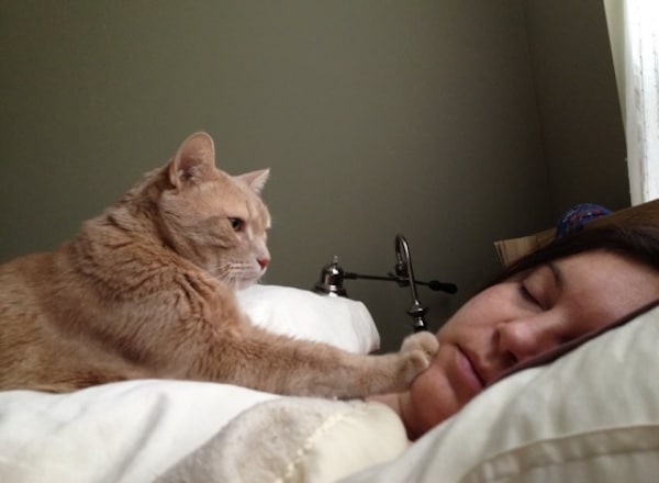 Voici pourquoi mon chat vous réveille tous les jours à 3h00 du matin