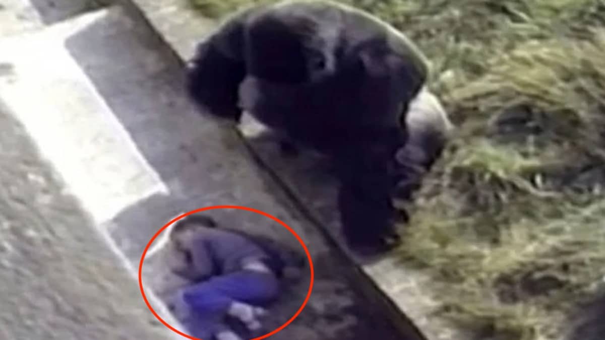 Un enfant tombe dans un enclos à gorilles, le mâle dominant a une réaction hallucinante