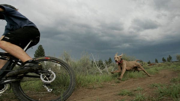 La raison surprenante pour laquelle les chiens courent tous après les vélos