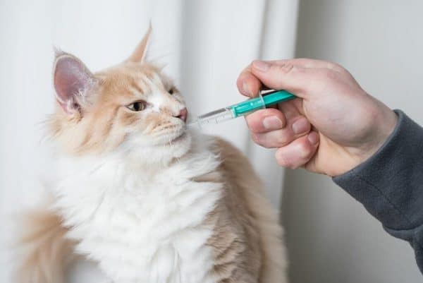 6 astuces magiques pour donner facilement un médicament à votre chat