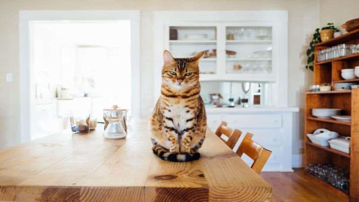 L’astuce efficace pour que votre chat ne monte plus jamais sur la table