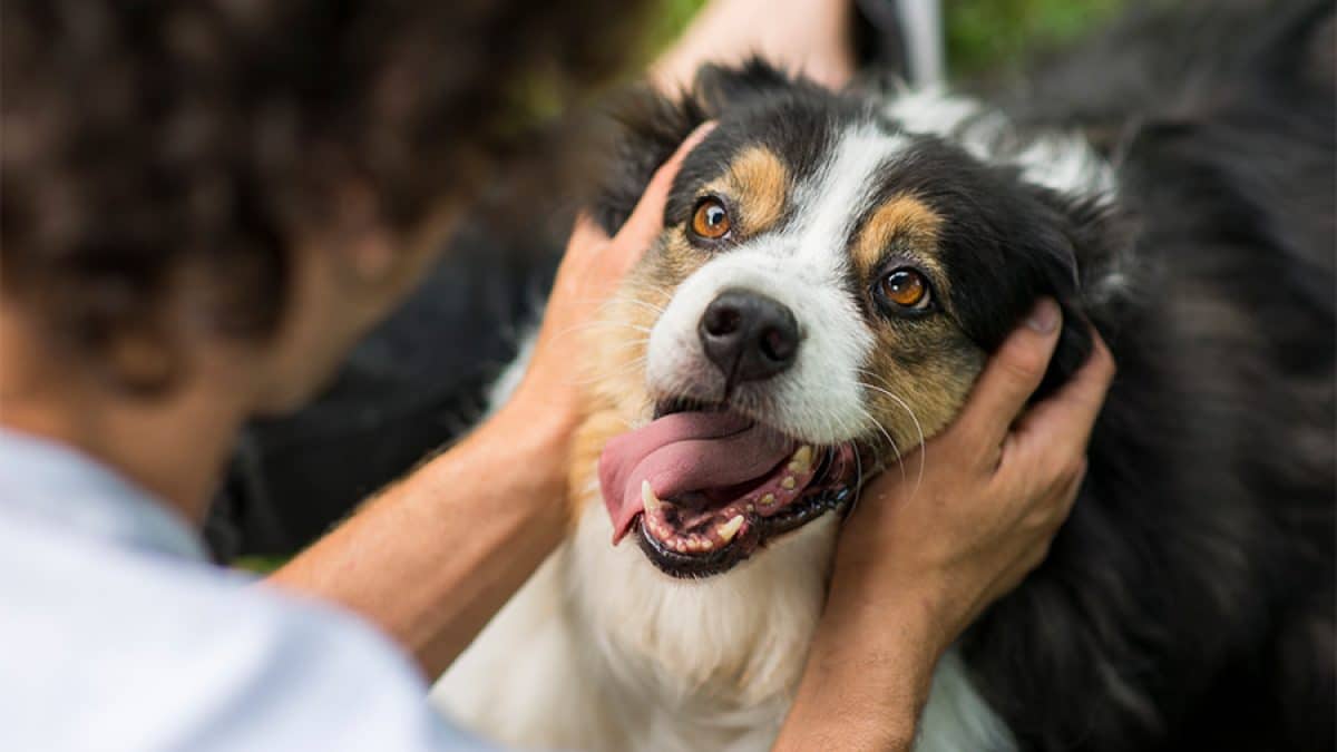 Les chiens peuvent-ils savoir si une personne est sincère ou non ? La réponse des scientifiques