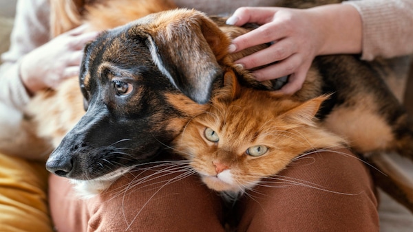 8 choses à faire avec votre animal de compagnie pour le maintenir en bonne santé, selon les vétérinaires