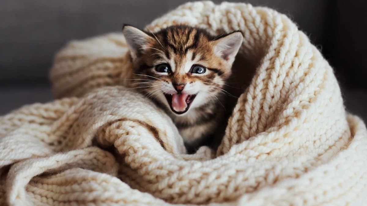 7 signes qui révèlent que votre chat est un animal heureux chez vous