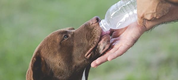 La déshydratation chez le chien : les causes et les signes révélateurs