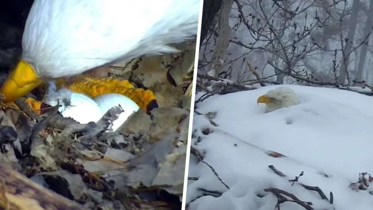 Cet aigle veut protéger ses œufs à tout prix et se retrouve enterré sous la neige, incroyable