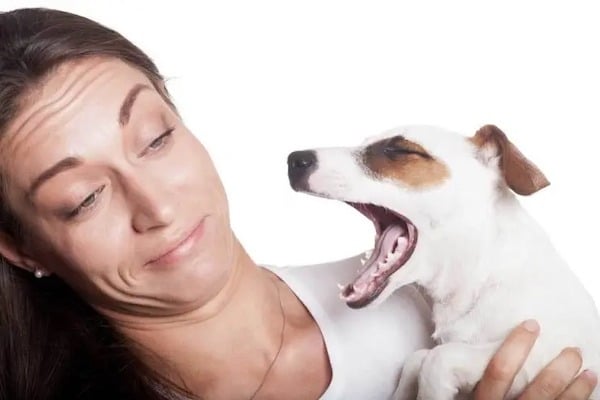 Les meilleurs remèdes pour en finir avec la mauvaise haleine chez les chiens