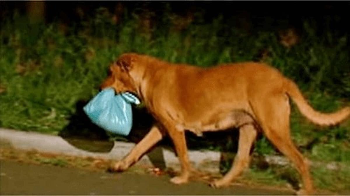 Ce chien s’enfuit de chez lui avec de la nourriture, la suite est inimaginable