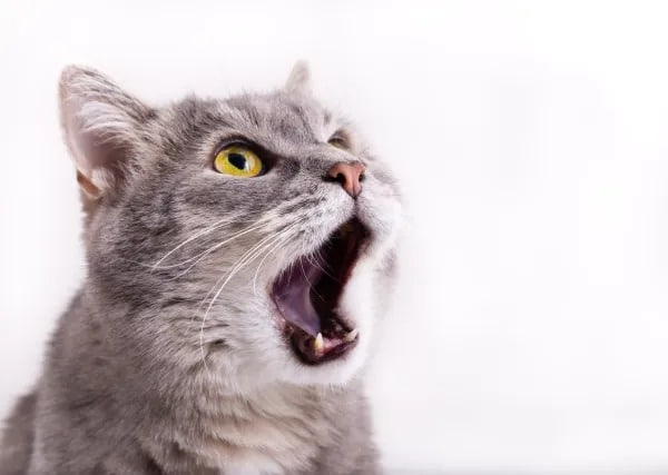 13 choses qui rendent votre chat totalement fou
