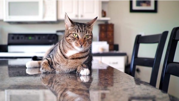 L’astuce efficace pour que votre chat ne monte plus jamais sur la table