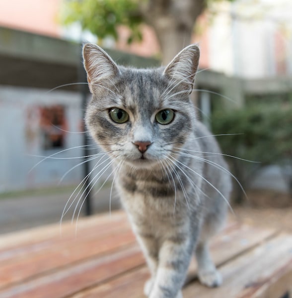 6 facteurs à considérer pour augmenter facilement l’espérance de vie de votre chat