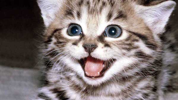 7 signes qui révèlent que votre chat est un animal heureux chez vous