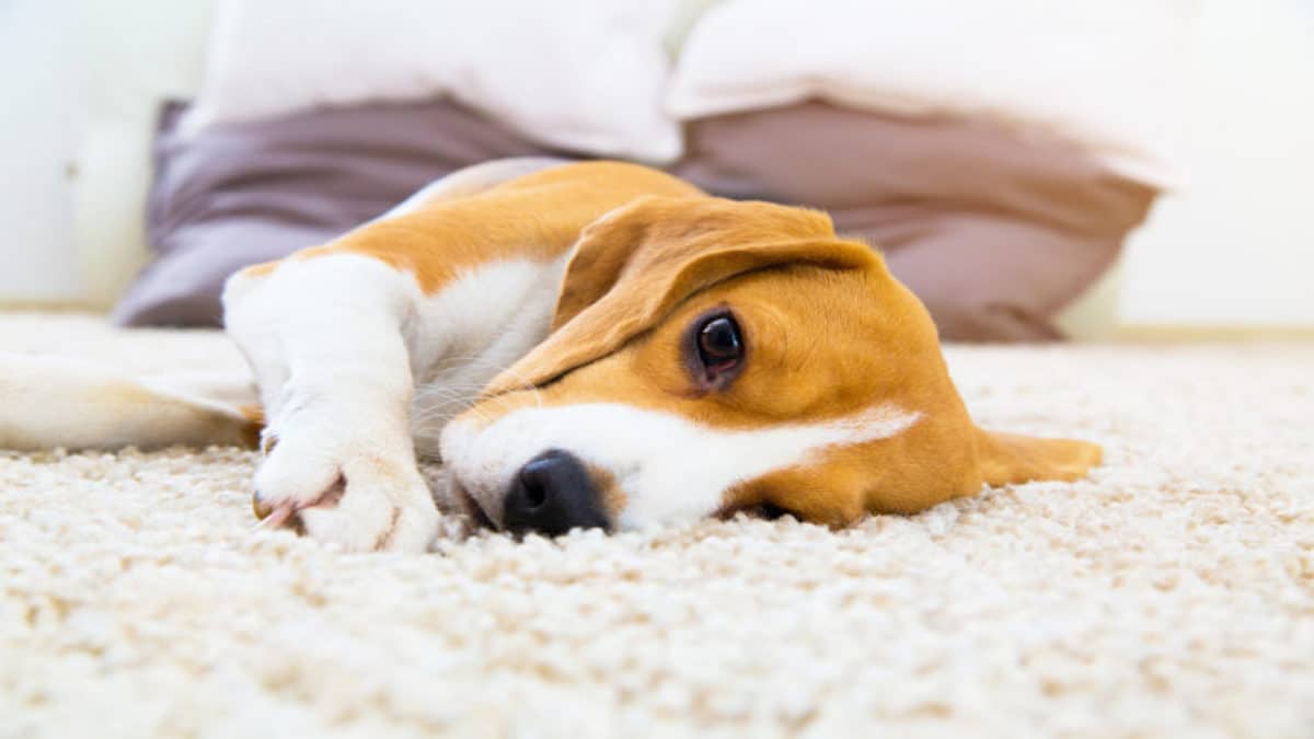 La constipation chez les chiens : les symptômes, dangers et les traitements