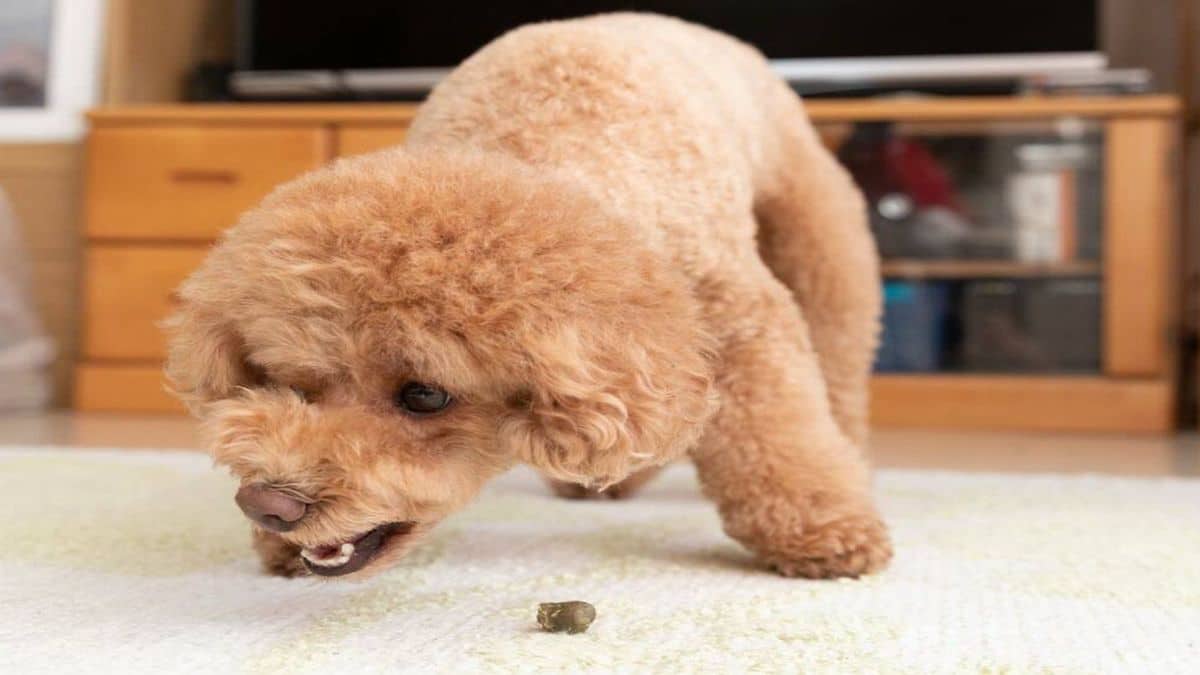 Voici pourquoi les chiens sortent la nourriture de leur gamelle pour la manger ailleurs