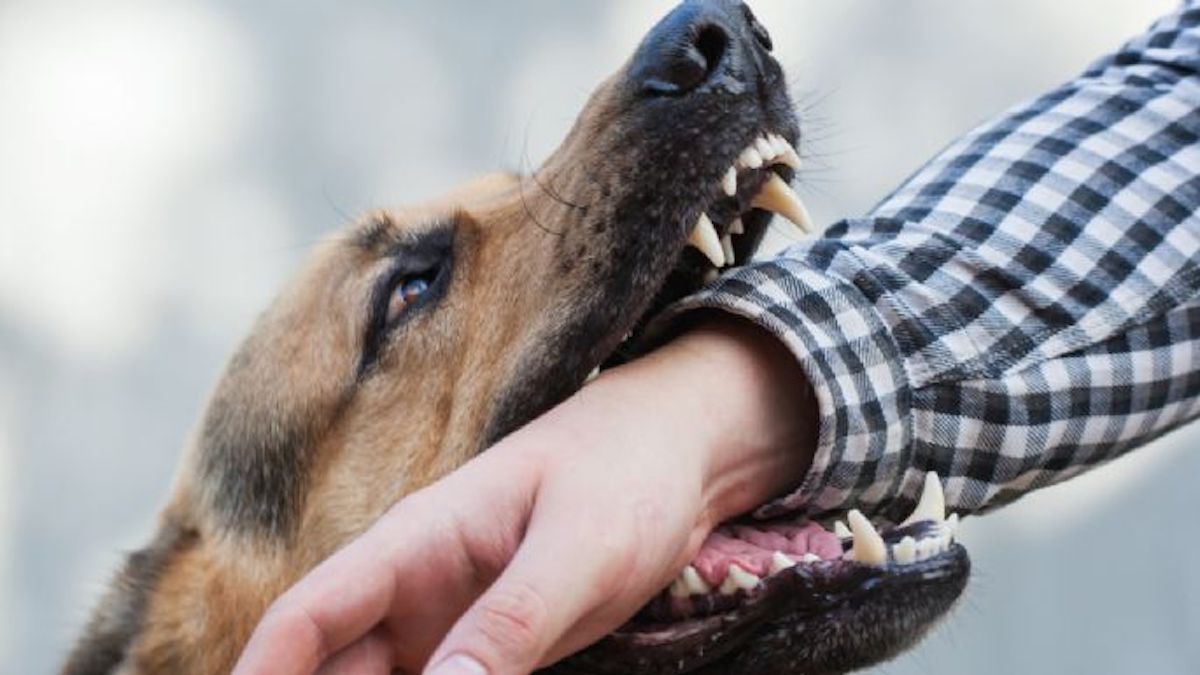 Les 1res choses à faire en urgence si un chien vous mord selon des experts