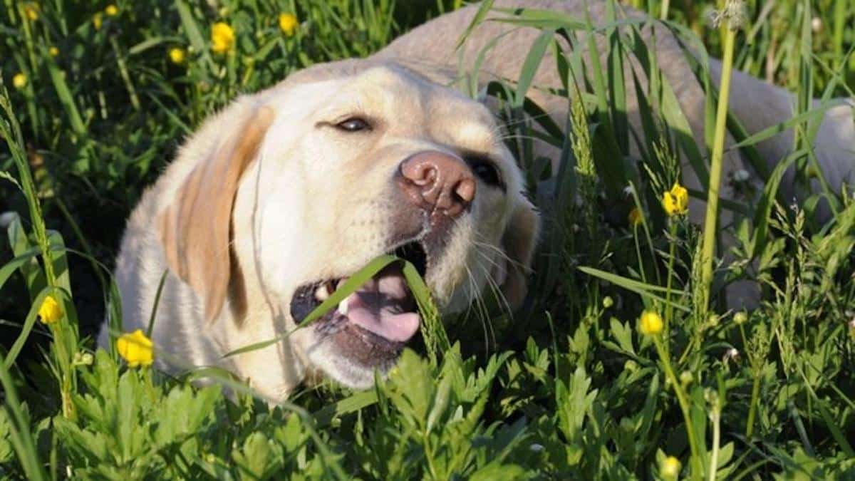 Que se passe-t-il si votre chien mange de l’herbe ? Voici ce que vous devez faire