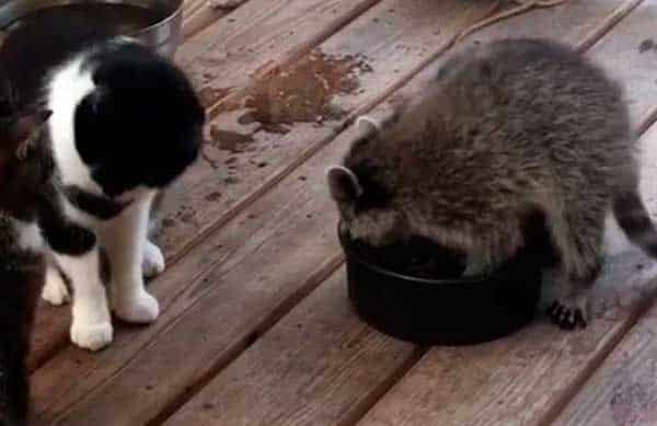 Un raton laveur vole la nourriture de deux chatons, sa ruse redoutable