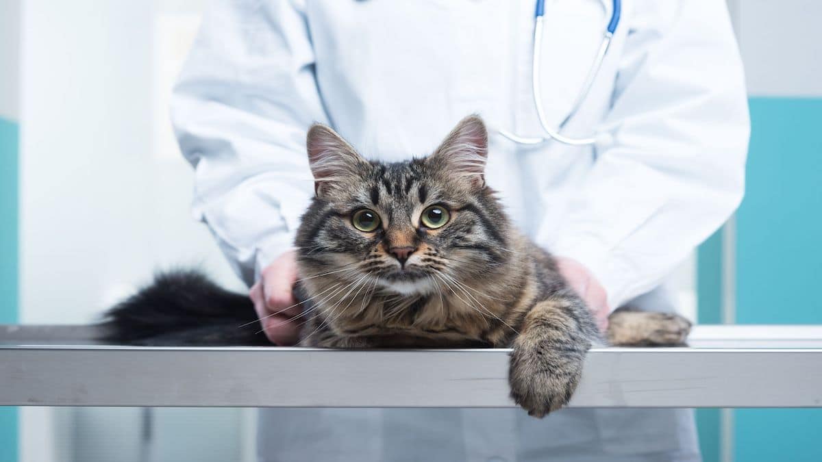 Un vétérinaire dévoile pourquoi il ne faut surtout jamais punir un chat