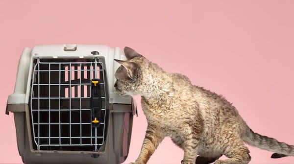 Les meilleurs conseils pour aider votre chat à perdre sa peur de la cage de transport