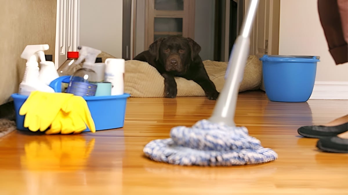 Les astuces pour avoir une maison toujours propre si vous avez des animaux de compagnie